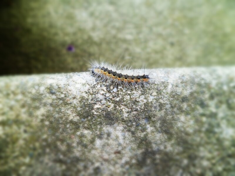 Furry Caterpillar on Stone — Gray
