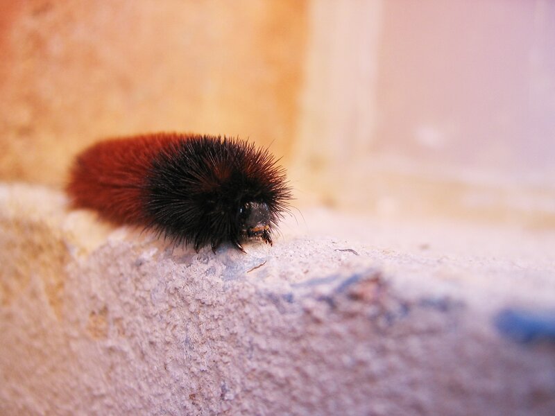 furry caterpillar on stone