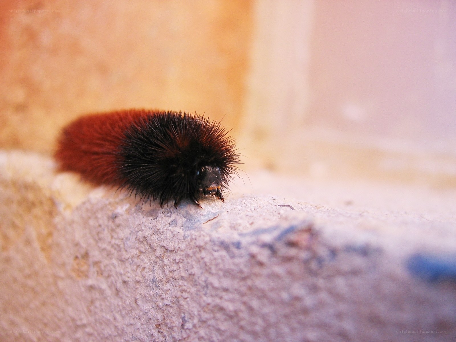 furry caterpillar on stone