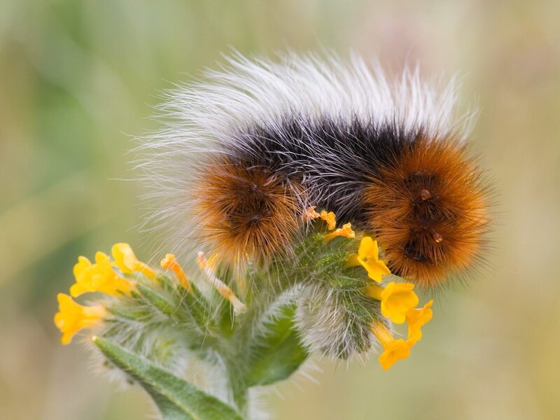 Furry caterpillar on yellow flowers