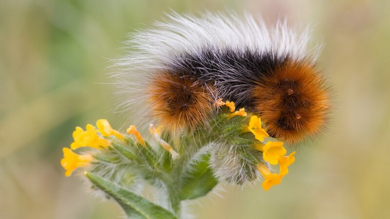 Furry caterpillar on yellow flowers