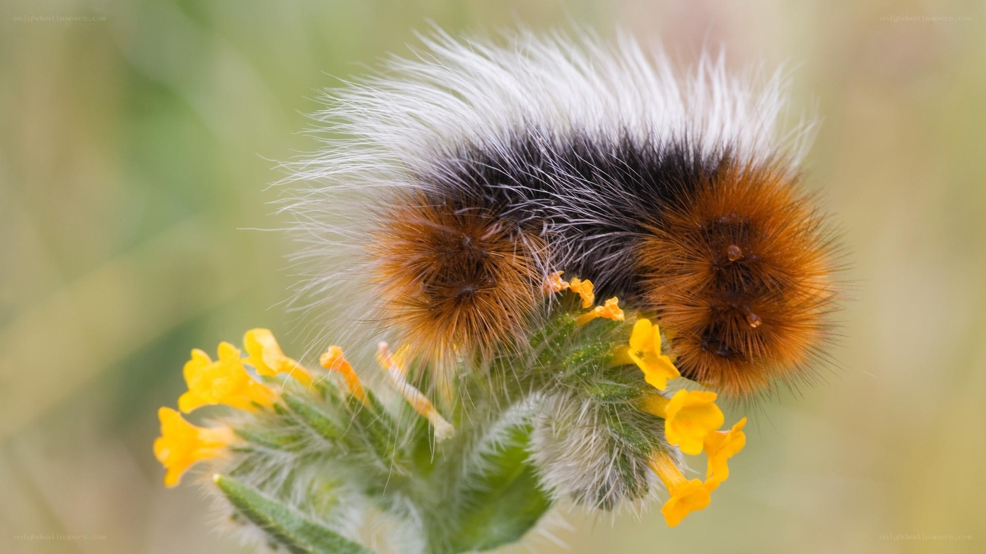 Furry caterpillar on yellow flowers