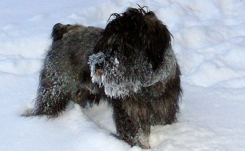 Furry Dog in Snow