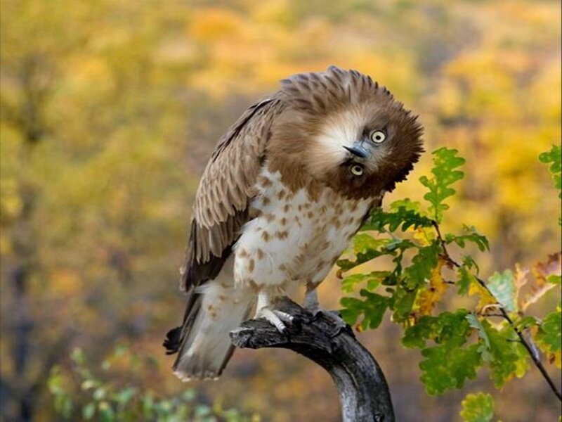 Furry-headed Hawk