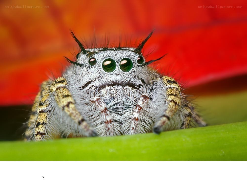 furry jumping spider