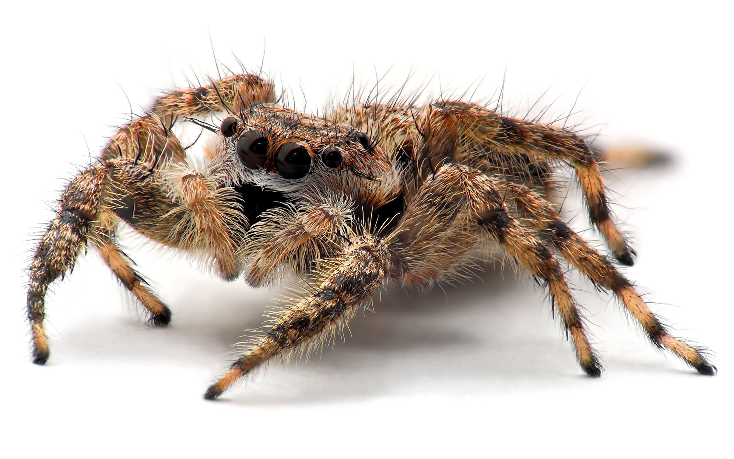furry jumping spider