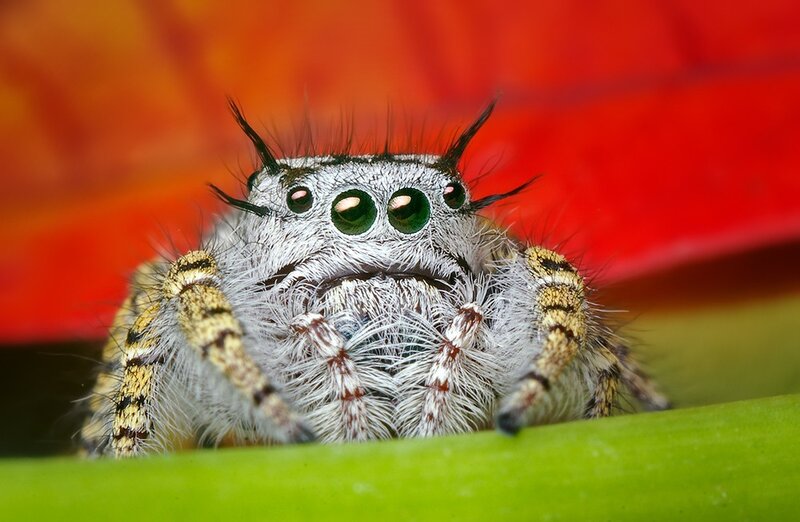 furry jumping spider