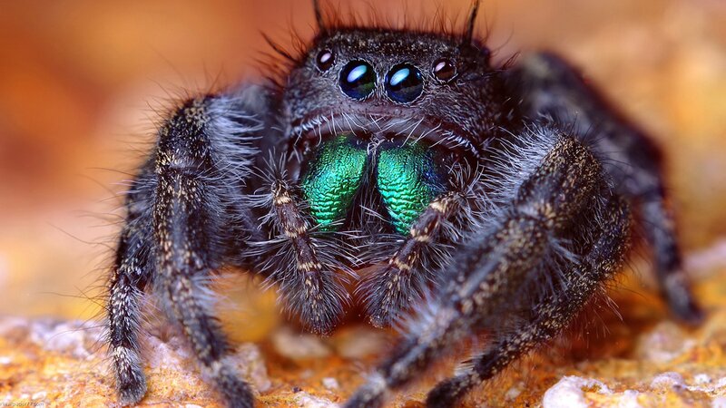 Furry Jumping Spider — Black