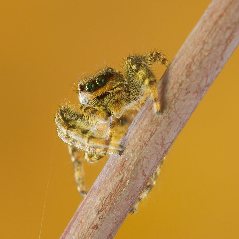 Furry Jumping Spider — Brown, Calm
