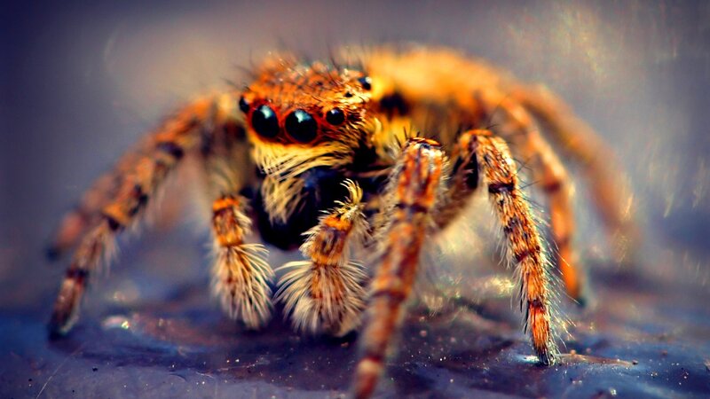 Furry Jumping Spider — Brown, Intense