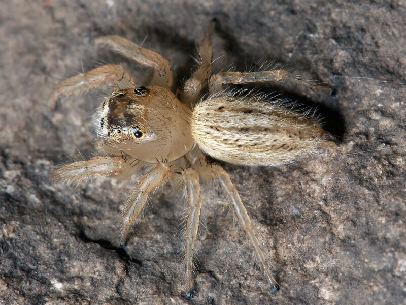 Furry Jumping Spider — Brown, Natural, Photograph