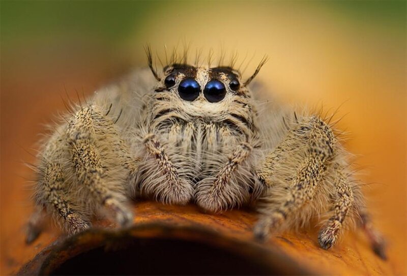 Furry Jumping Spider — Brown