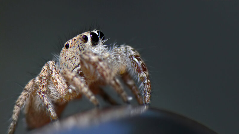 Furry Jumping Spider — Gray