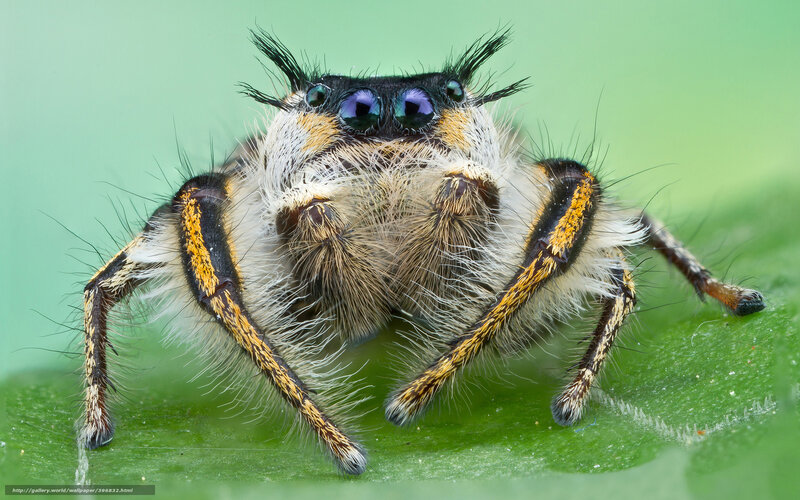 Furry Jumping Spider — Green, Close-up, Photograph