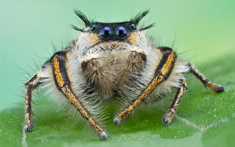 Furry Jumping Spider — Green, Close-up