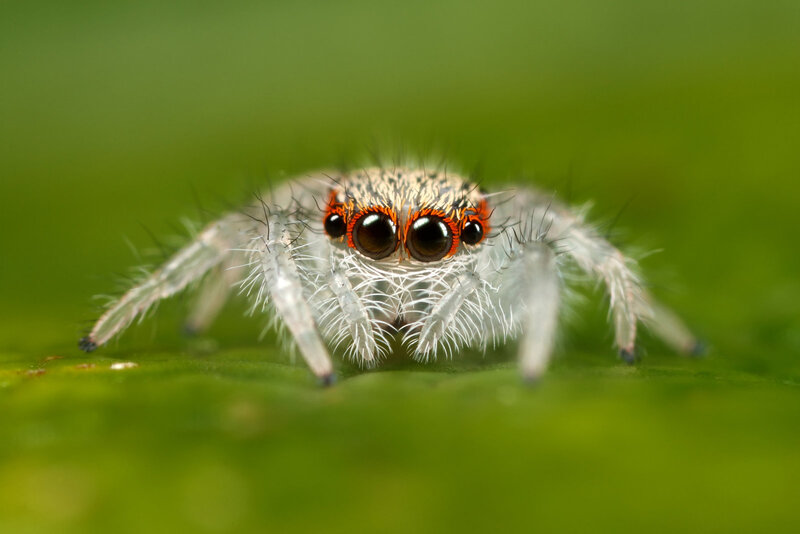 Furry Jumping Spider — Green, Focused
