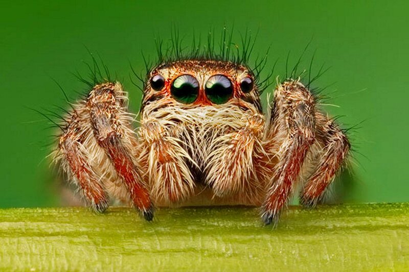 Furry Jumping Spider — Green
