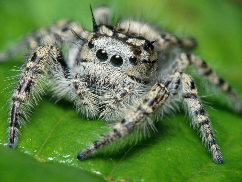 furry jumping spider on leaf