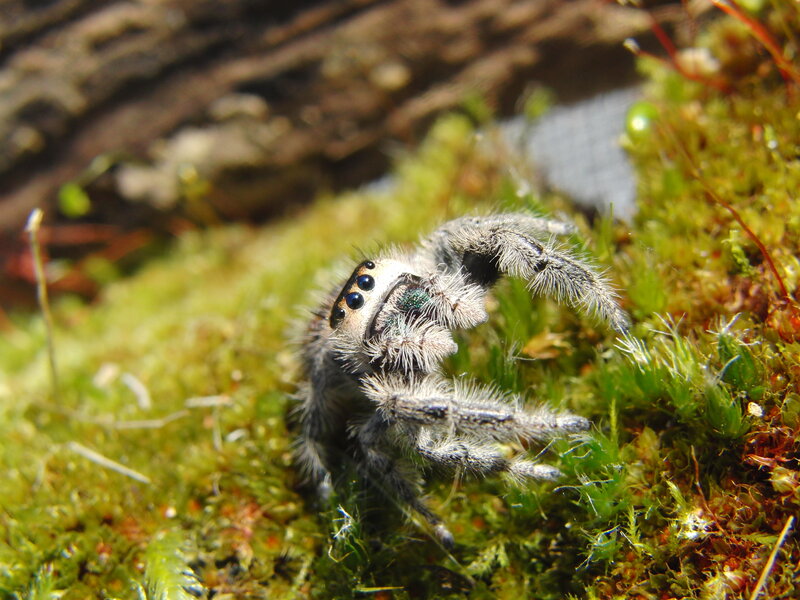 furry jumping spider on moss