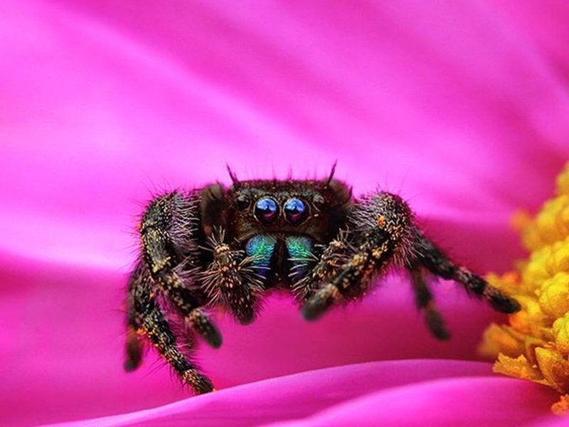 Furry Jumping Spider — Pink