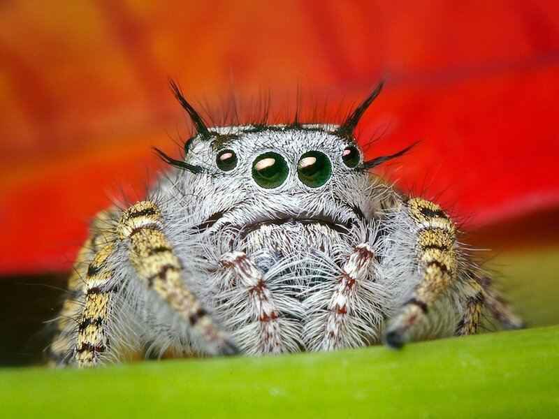 Furry Jumping Spider — Red