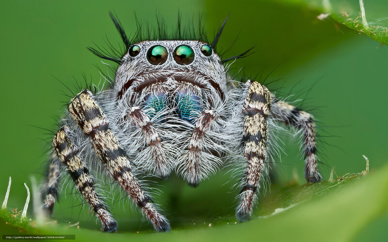 Furry jumping spider