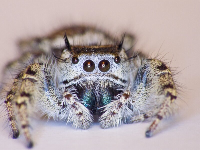 Furry Jumping Spider — White