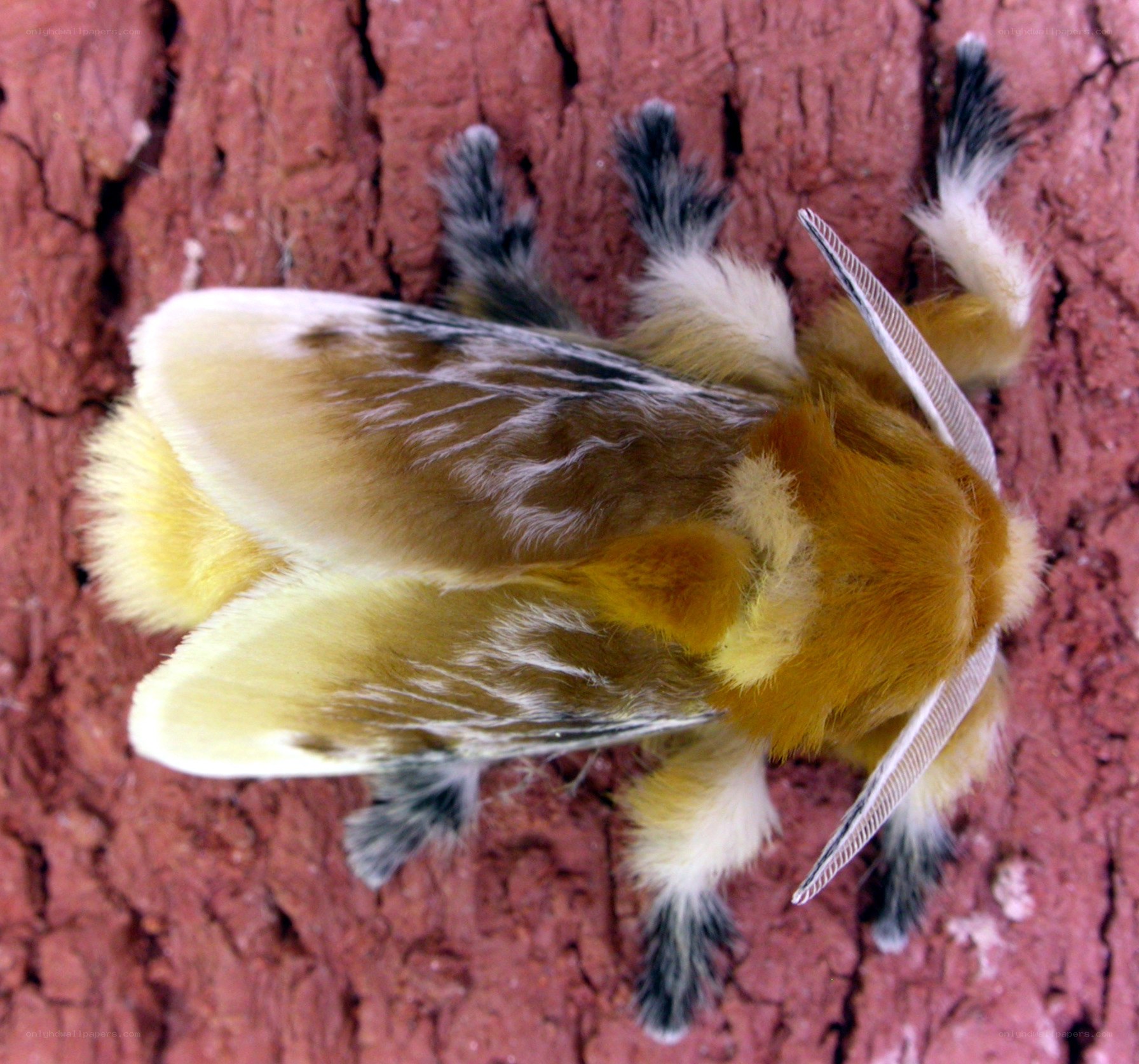 furry moth on tree bark