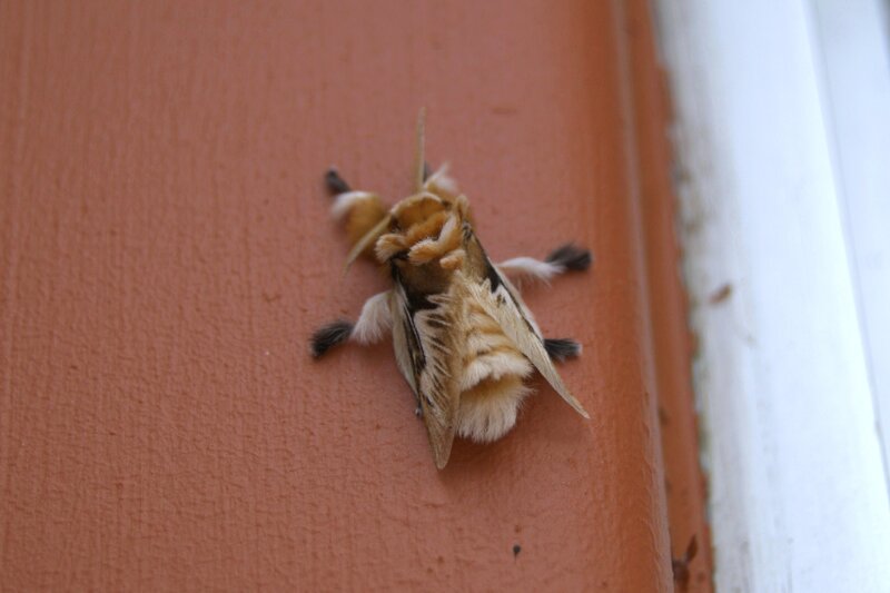 furry moth on wall
