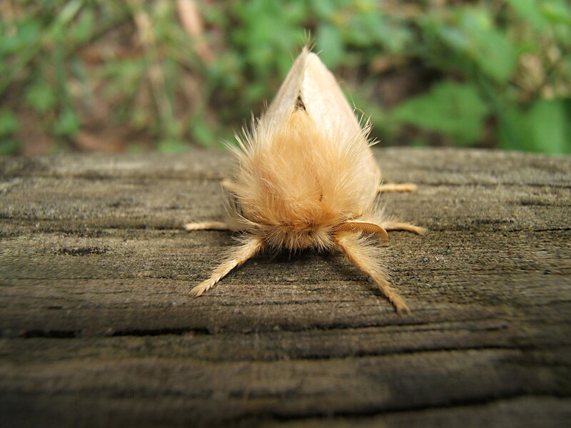 Furry Moth on Wood