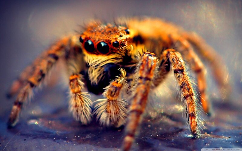Furry Spider Close-up