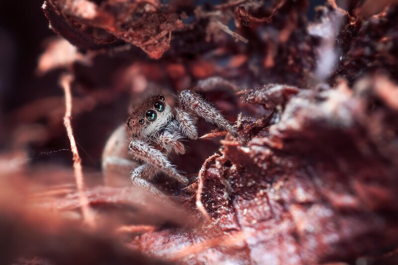 Furry Spider on Bark