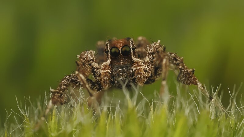 Furry Spider on Grass