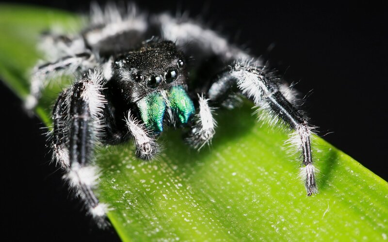 Furry Spider on Leaf — Green