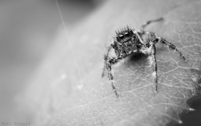 Furry Spider on Leaf