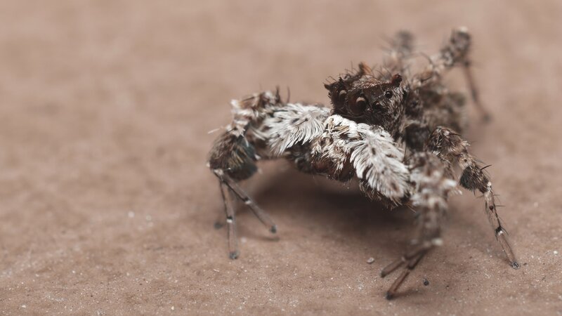 Furry Spider on Sand