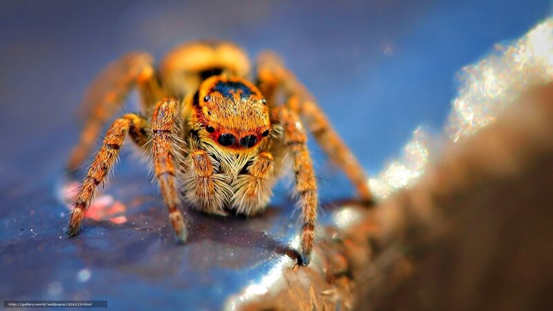 Furry Spider on Surface