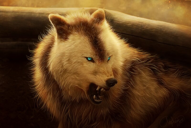 Furry Wolf with Blue Eyes