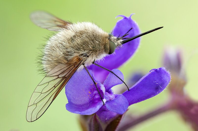 Fuzzy Bee Fly on Flower