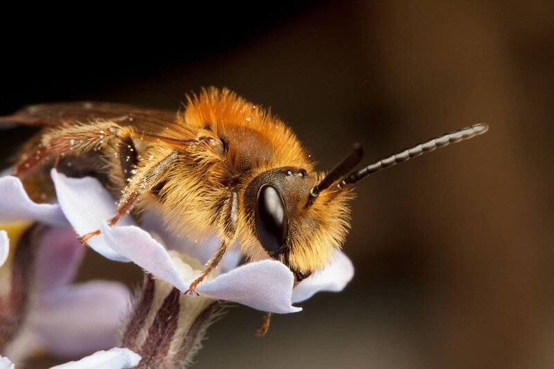 Fuzzy Bee on Flower