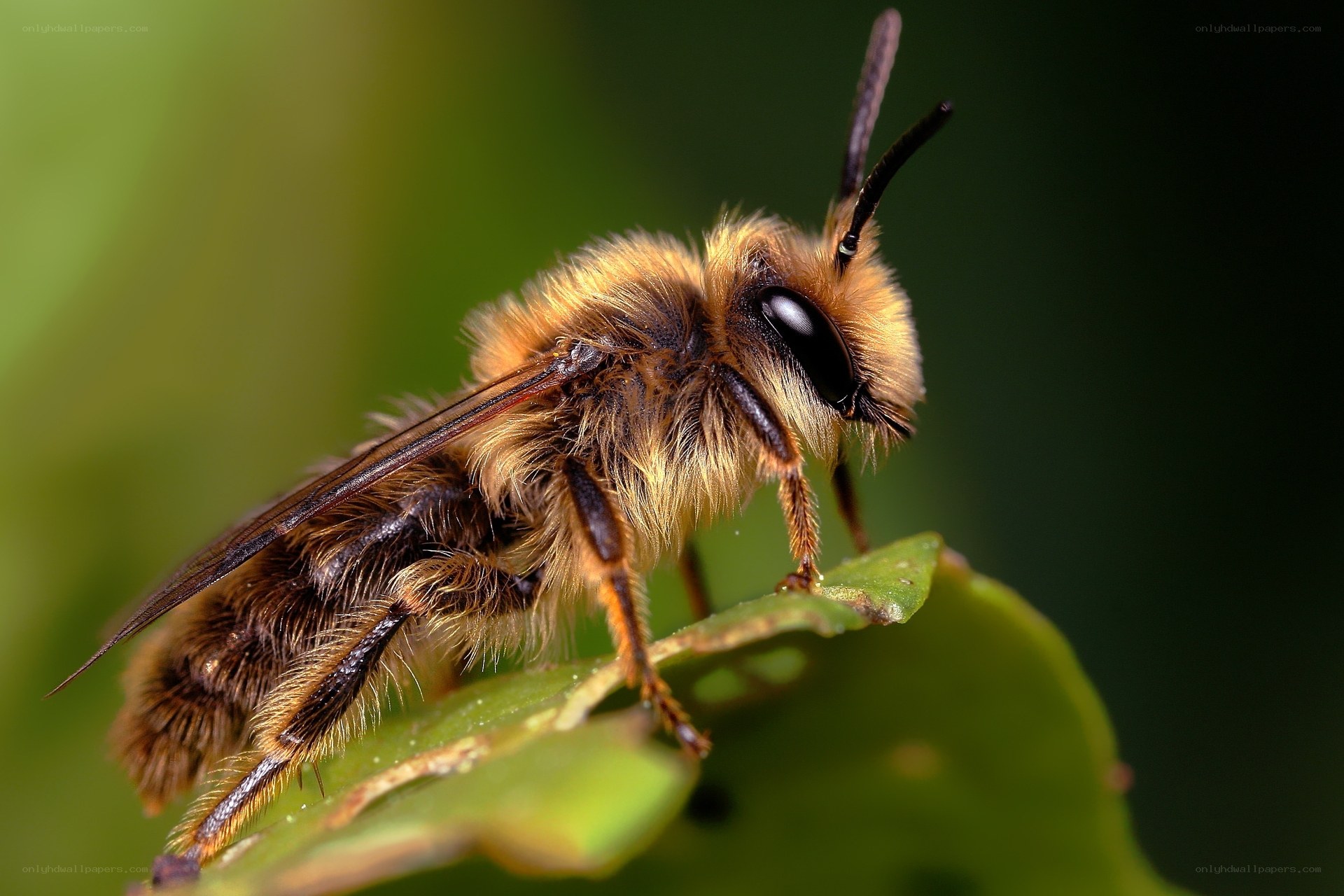 Fuzzy bee on green leaf