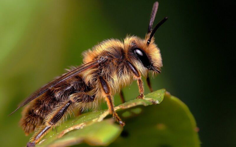 Fuzzy Bee on Leaf — Green, Calm