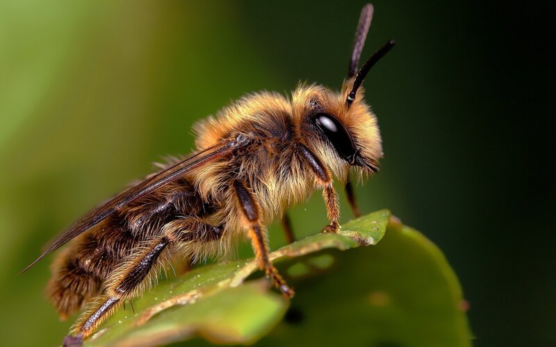 Fuzzy Bee on Leaf — Green, Natural, Photograph, Antennae