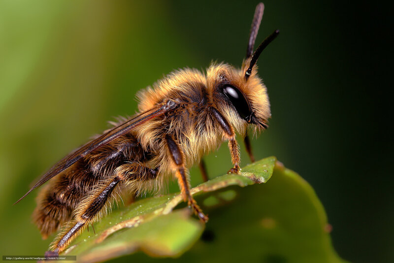Fuzzy Bee on Leaf — Green, Natural