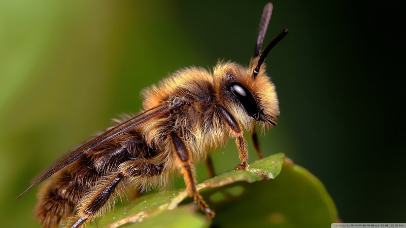 Fuzzy Bee on Leaf — Green