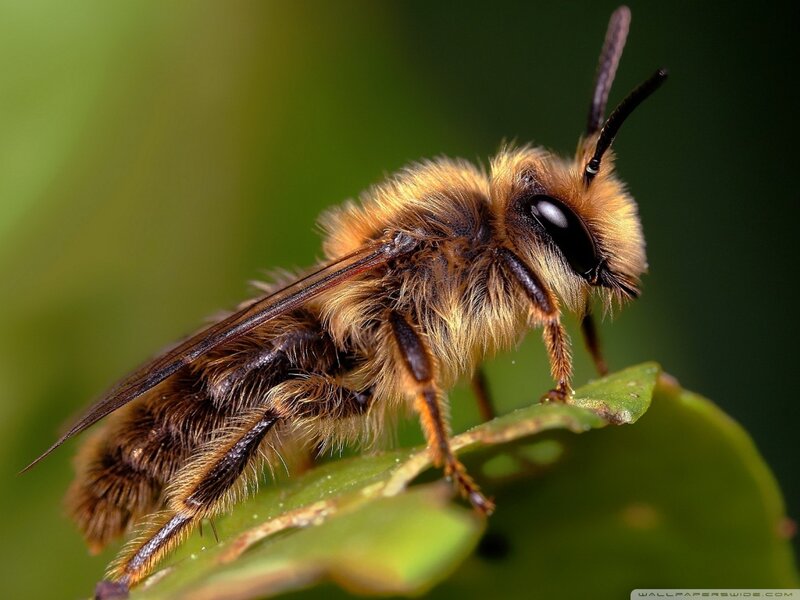 Fuzzy Bee on Leaf