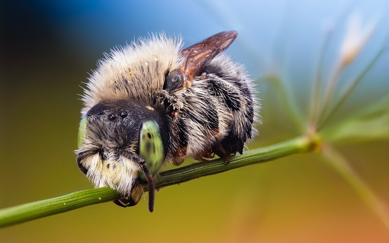 Fuzzy Bee on Stem
