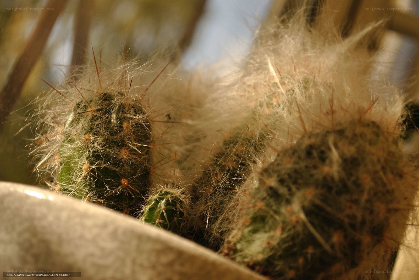 Fuzzy cactus in sunlight