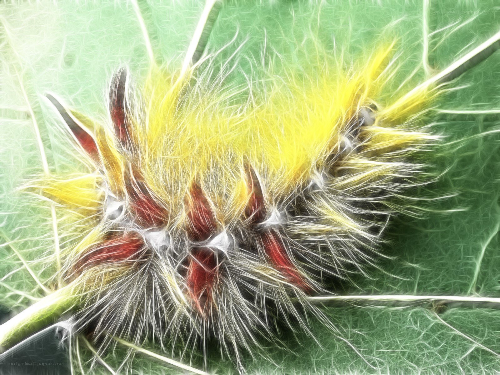 Fuzzy caterpillar on a leaf