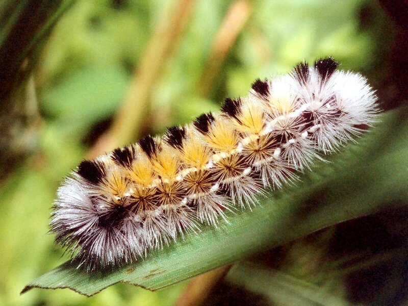 Fuzzy Caterpillar on Leaf